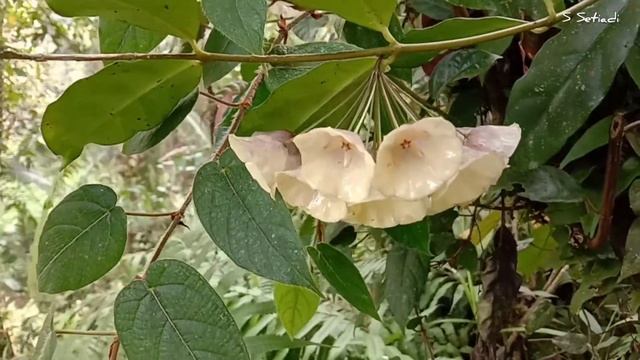 Hoya Campanulata
