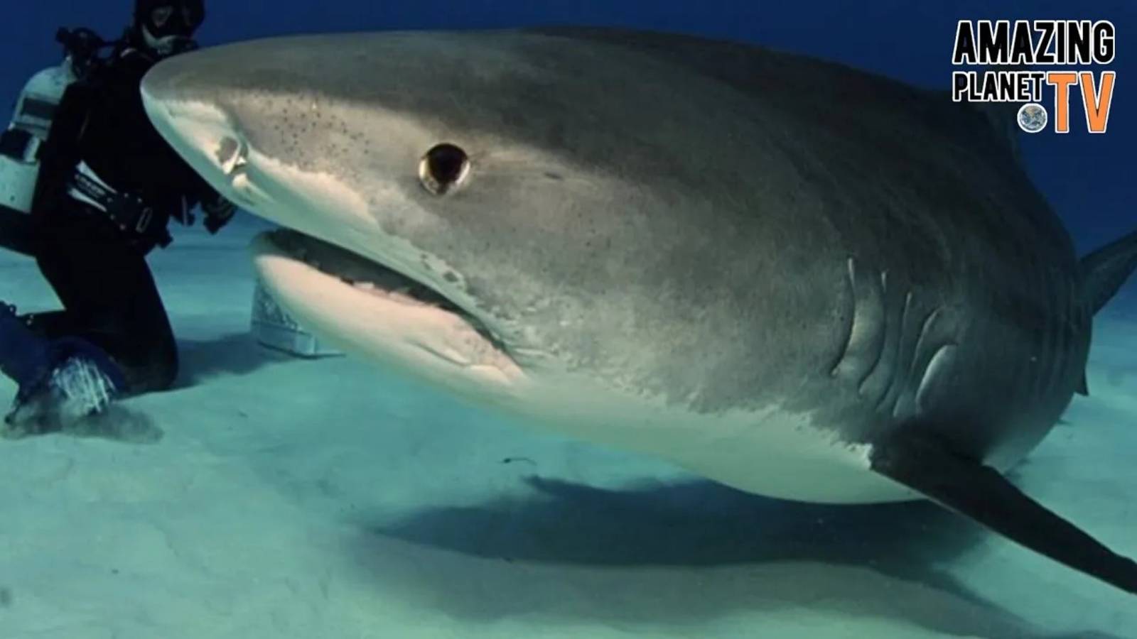 Что произошло, когда акула схватила пловца? Запись атаки