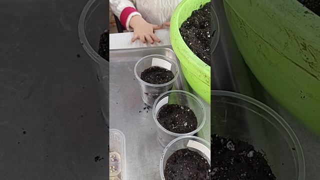 высаживаем пророщенные семена перца смотреть онлайн