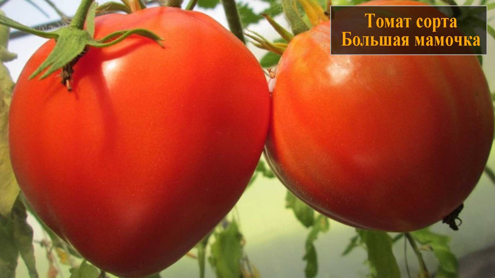 Томат сорта Большая мамочка смотреть онлайн