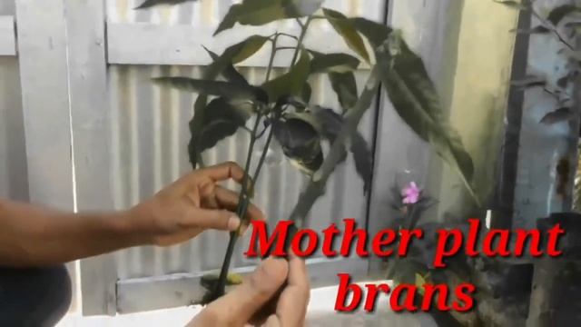 Dual Grafting Technique on MANGO By: MR. AGRICULTURE смотреть онлайн