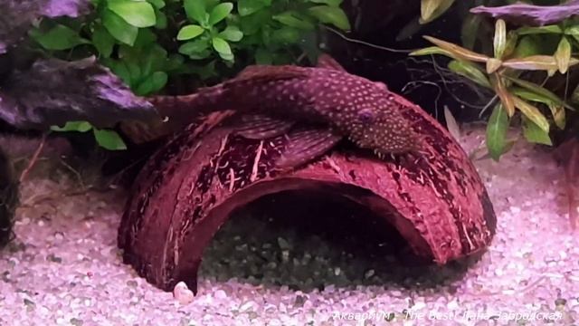 Сомик и кокосовый домик смотреть онлайн