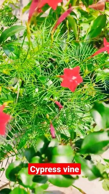 cypress vine смотреть онлайн