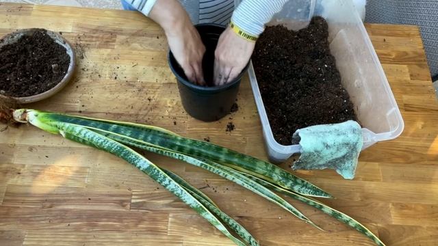 Planting a bare root snake plant. смотреть онлайн
