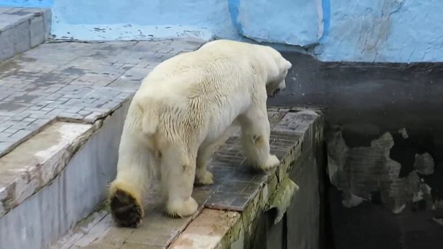 Кай в ожидании генеральной уборки 20.08.2020 смотреть онлайн