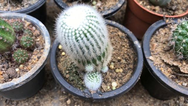 Parodia scopa-silver ball cactus|identify your cactus🌵beautiful cactus world#cactus смотреть онлайн