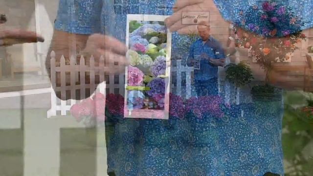 Cottage Farms 3-piece Reblooming Double Ruby Hydrangea on QVC смотреть онлайн