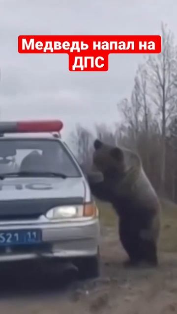 Медведь напал на ДПС смотреть онлайн