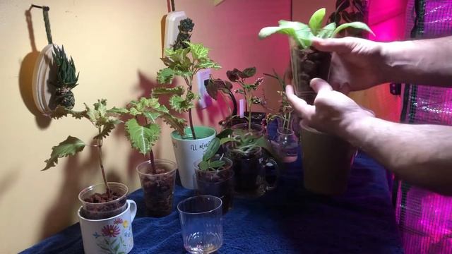 Repotting Primulina Into Semi-Hydro смотреть онлайн