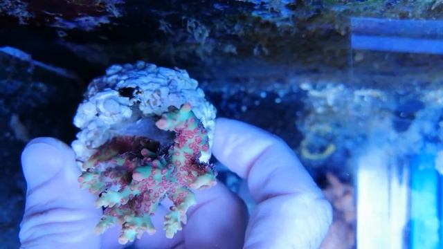Acropora Microclados strawberry shortcake-M3 CORAL GANDALF смотреть онлайн