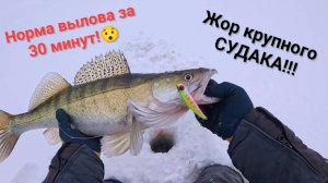 Попал на раздачу СУДАКА!!! ЭТО ЖОР!!! Зимняя рыбалка