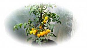 Томат сорта Ампельмон дома и на даче. 2024г.