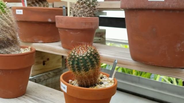 NOTOCACTUS ROSEOLUTEUS CACTI (URUGUAY) смотреть онлайн
