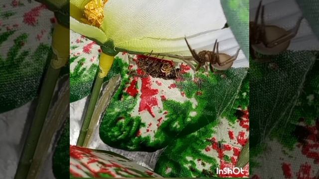 portia jumping spider takes down spider смотреть онлайн