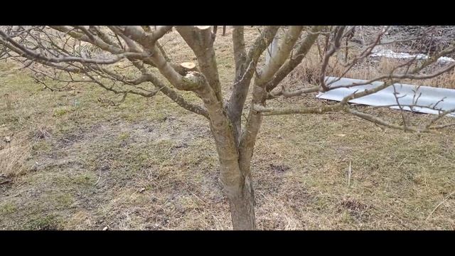 Обрізка дорослої сливи. Обрізка на урожай смотреть онлайн