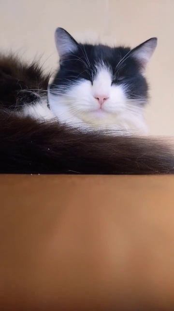 ГАРМОНИЯ У КОШКИ ЭТО ВТОРОЕ ИМЯ! #рекомендации #подпишись #мята смотреть онлайн