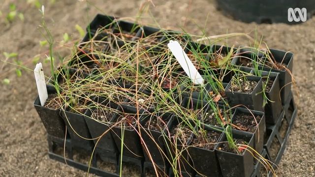 How to make an Autumn Australian native garden | Garden Design and Inspiration | Gardening Australi смотреть онлайн