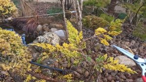 Формирую "ВЕРТИКАЛЬ" из горизонтального можжевельника