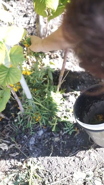 Бархотки лучшая мульча #gardenzoo смотреть онлайн