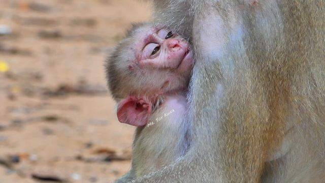 Oops!! Monkey Luna get Lucie away and grab Leo from Libby to breastfeed instead of her own b смотреть онлайн