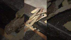 Как защитить свой дом с помощью осины