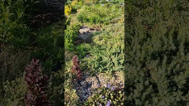 НЕПРИХОТЛИВЫЕ МОЖЖЕВЕЛЬНИКИ смотреть онлайн