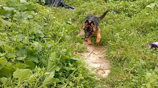 poland import line angulation 5 month queen playing videos # mirik # darjeeling смотреть онлайн