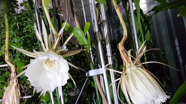 Epiphyllum oxypetalum "월하미인" 폐화 (Slow Video 10Speed) 2018。 🌵🌿🌱 смотреть онлайн
