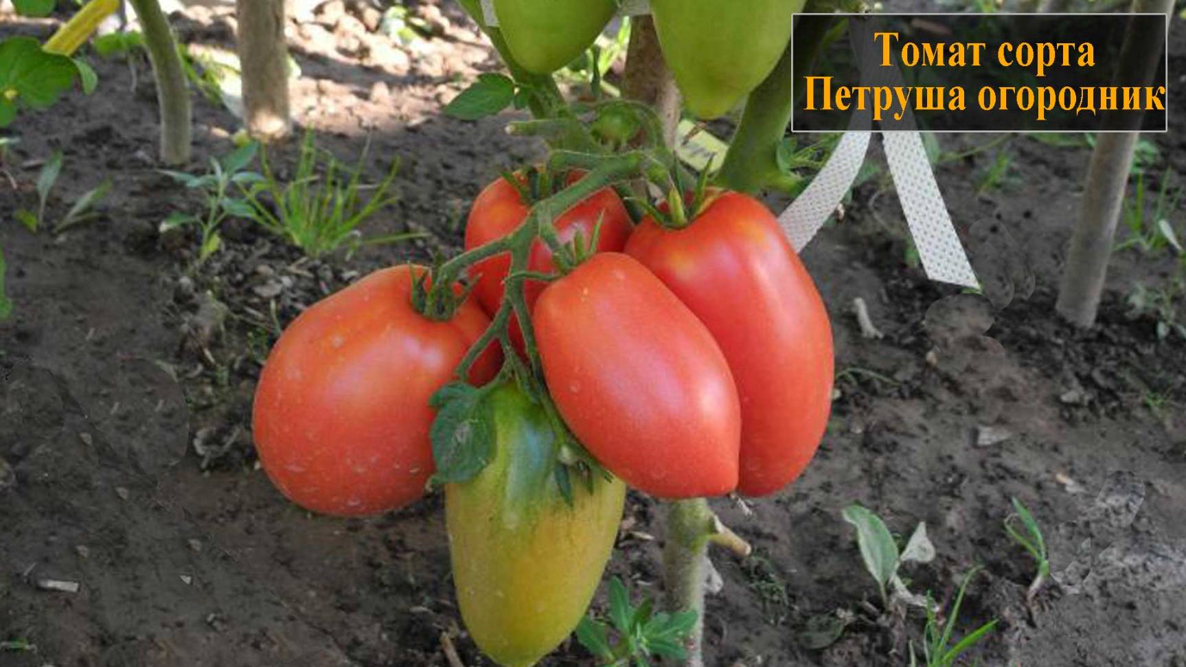 Томат сорта Петруша огородник смотреть онлайн