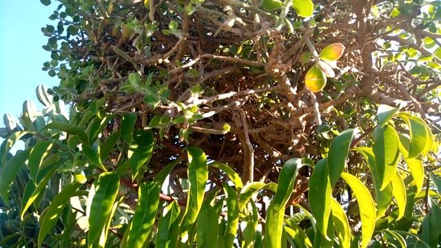 Pereskia (cactus prehistóricos) | El Sueño Jardín Botánico смотреть онлайн