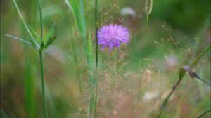 Иеромонах Роман. «Пожалей, дорогой, пожалей…»