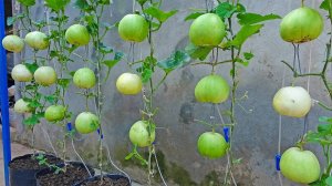 Как вырастить висячую дыню дома для начинающих, очень сладкую и сочную