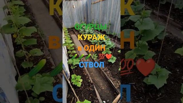 ОГУРЦЫ КУРАЖ В ОДИН СТВОЛ В СВЕТЛИЦЕ У ЗАБОРА 🥒🌿💯❤️... смотреть онлайн