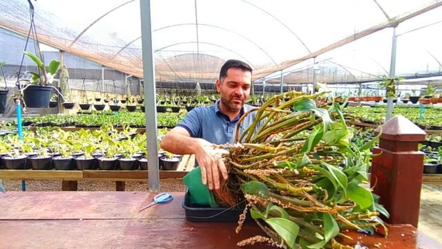 Cultivo e Replantio Dendrobium Densiflorum смотреть онлайн