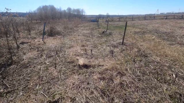 Сожрали все деревья смотреть онлайн
