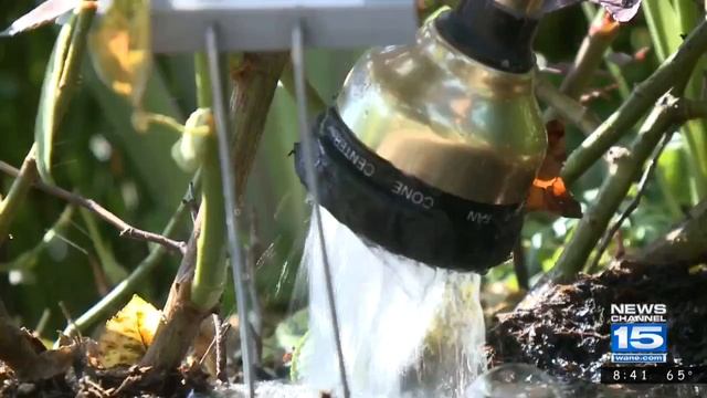 The Green Thumb: Rose Pests смотреть онлайн