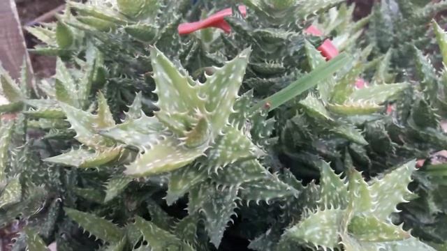 Aloe Juvena.