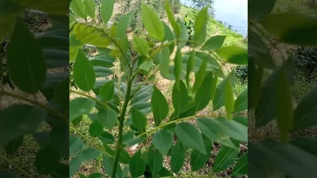 para que sirve el mata ratón смотреть онлайн