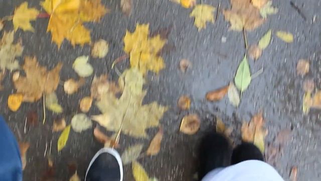 Осень. Атмосферное осеннее видео смотреть онлайн