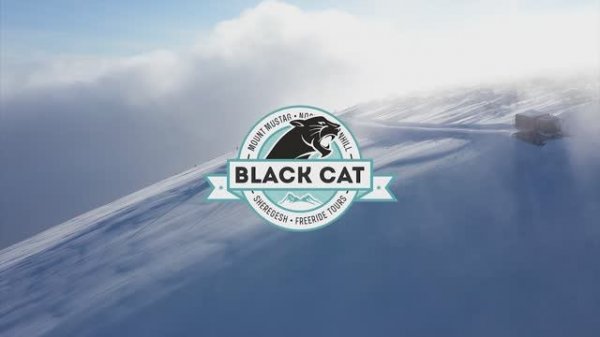 Black Cat