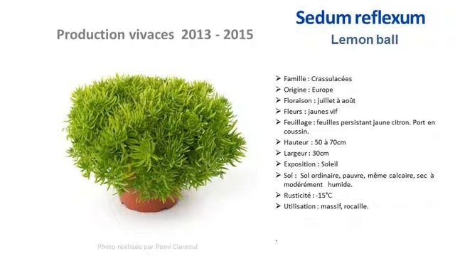 Jardinage: Sedum Reflexum Lemon Ball: Plante Vivace