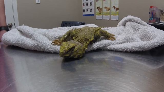 Uromastyx Check Up With Pinworms Isn't Doing Well смотреть онлайн