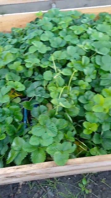 Саженцы клубники зкс ( стаканы 200мл). Априка, Азия, Сандра, земклуника Купчиха. смотреть онлайн