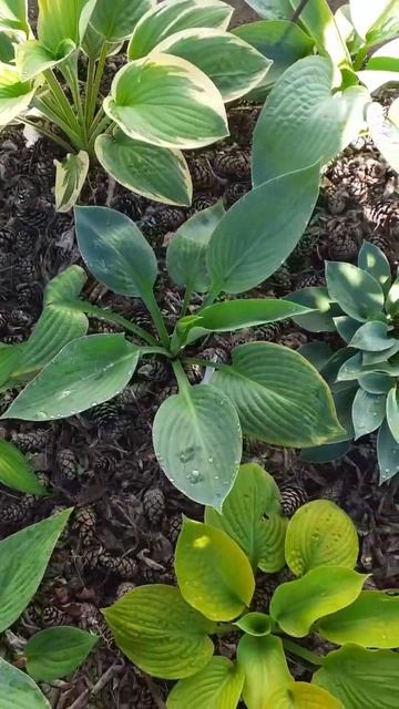 Любуюсь своими новыми Хостами смотреть онлайн