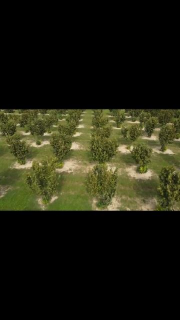 Происхождение фундука #shorts #dano смотреть онлайн