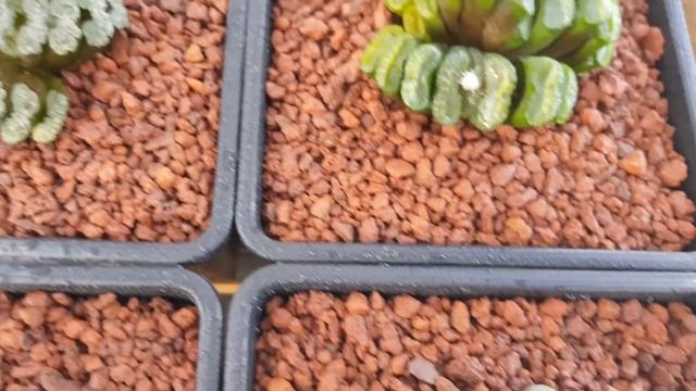 선인징이야기 옥선 하월시아 . Haworthia truncata смотреть онлайн