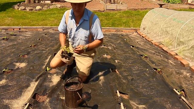 How to Plant Plum Crimson Tomatoes in Your Garden! смотреть онлайн