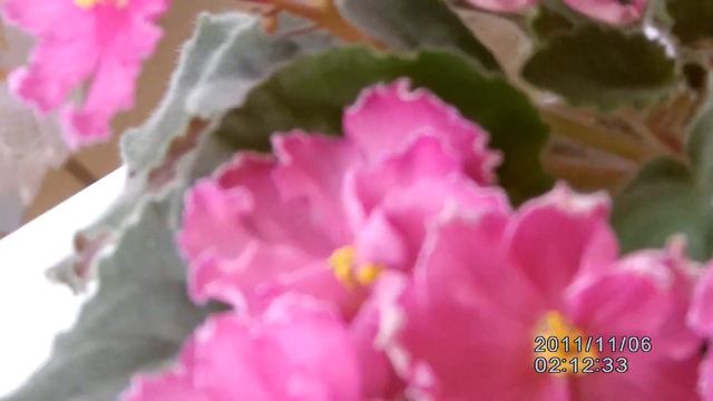 #11 Rebel’s Cherry Flambe Usambaraveilchen Saintpaulia African violet смотреть онлайн