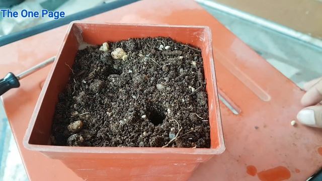 How to grow lemon tree from seeds, How to grow lemon from seeds смотреть онлайн