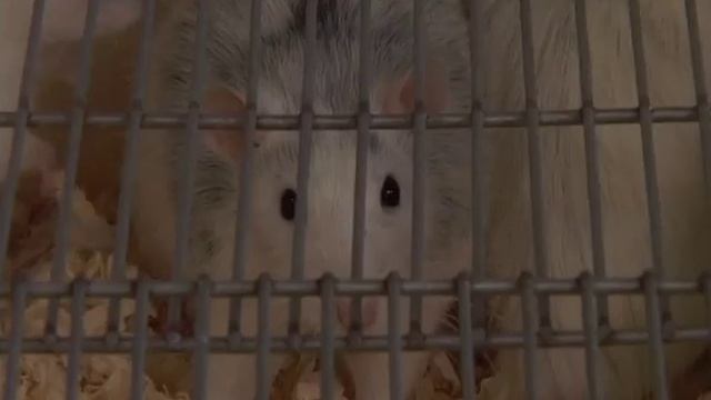 "живой интеллект" /видео для внутреннего пользования, публичное размещение запрещено/ смотреть онлайн